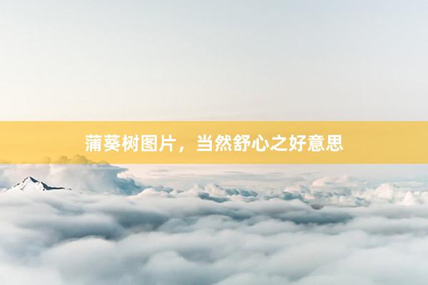 蒲葵树图片，当然舒心之好意思